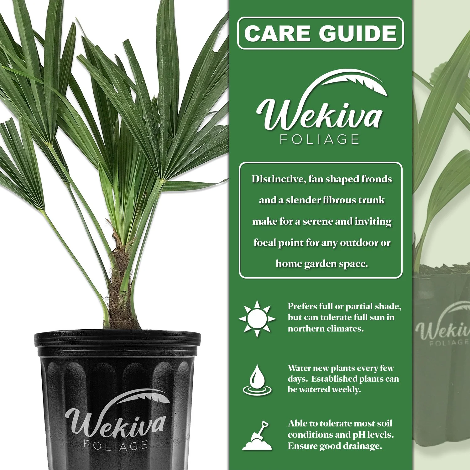 Windmill Palm - 3 Live Starter Plants in 2 Inch Pots - Trachycarpus Fortunei - Hardy Palm from Florida - Curated Treasures Market