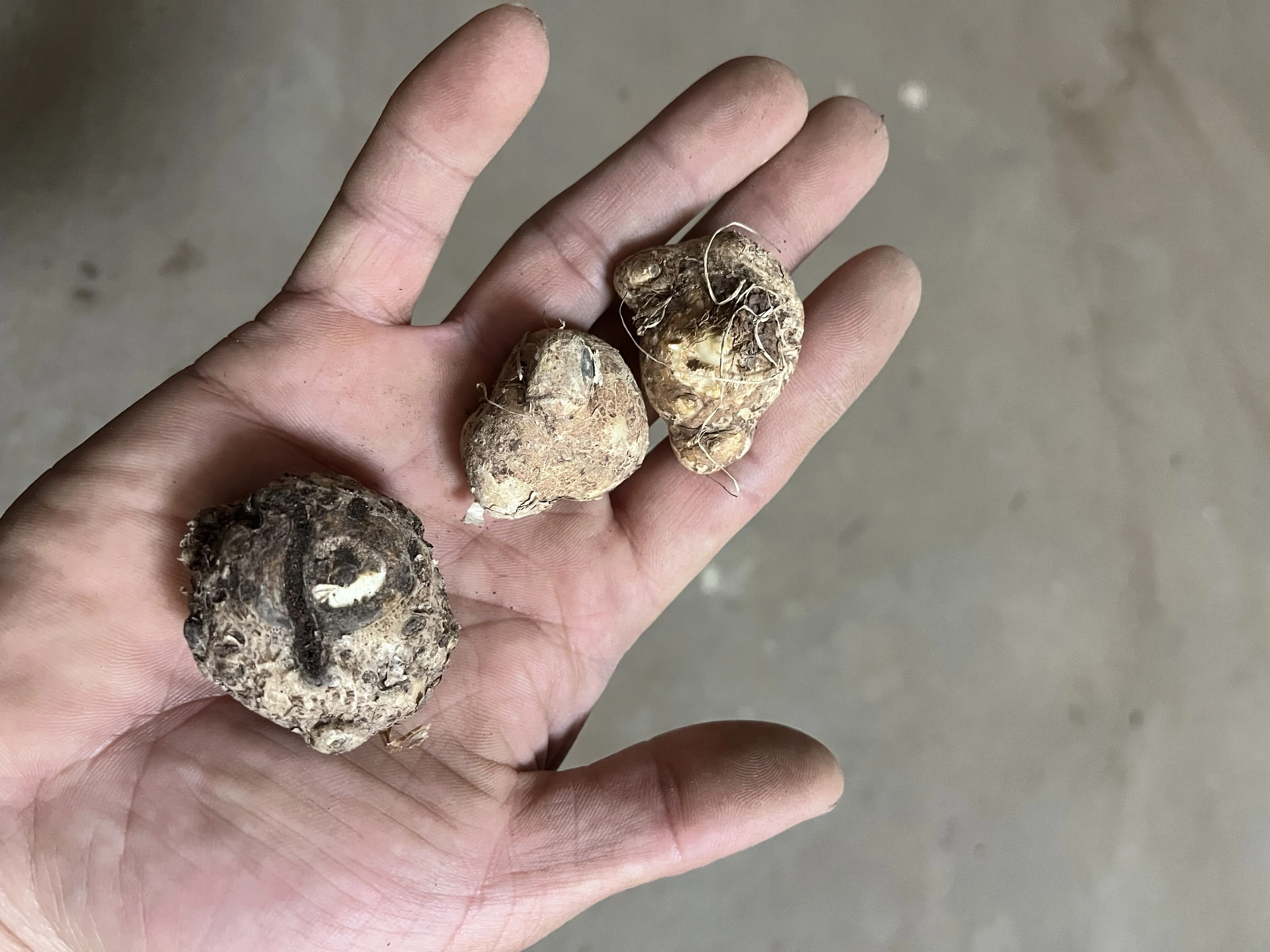 Calla Lily Bulbs, Calla Lily Bulbs Giant,Calla Lily Bulbs Giant,Calla Lily Plants,Calla Lily Plant Perinial,Bulb Flowers,Calla Lily Bulbs For Sale - Curated Treasures Market