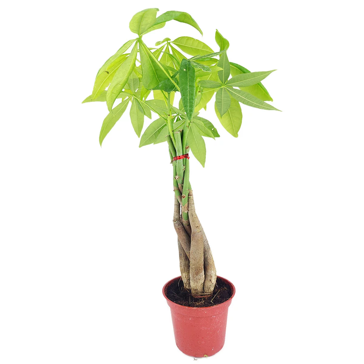 Braided Pachira Stump Money Tree (4