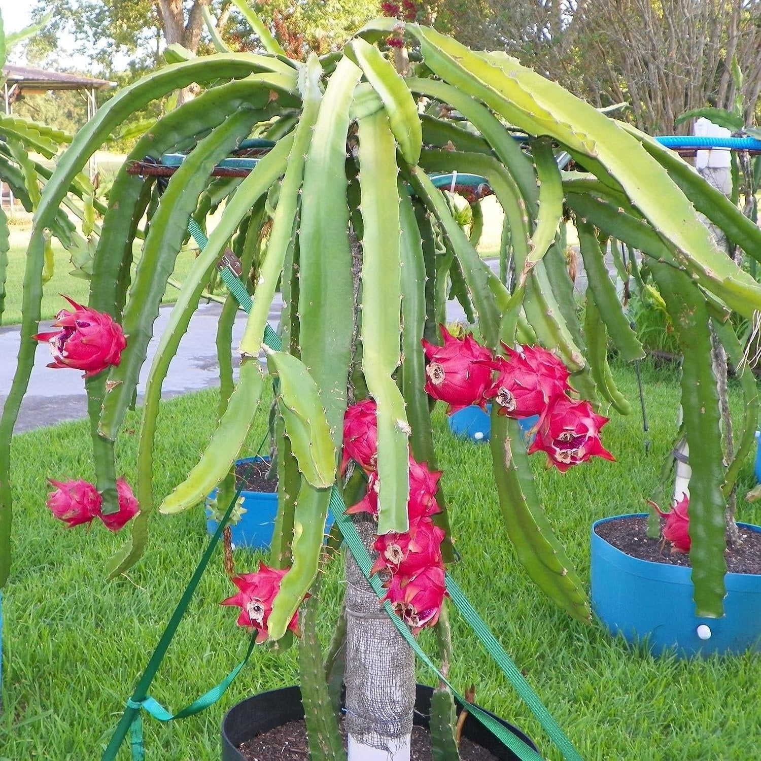 Dragon Fruit Tree - Live Plant in a 6 Inch Pot - Hylocereous Undatus - Edible Tropical Fruit Plant from Florida - Curated Treasures Market