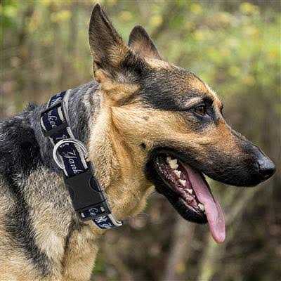 Pets First New York Yankees Dog Collar