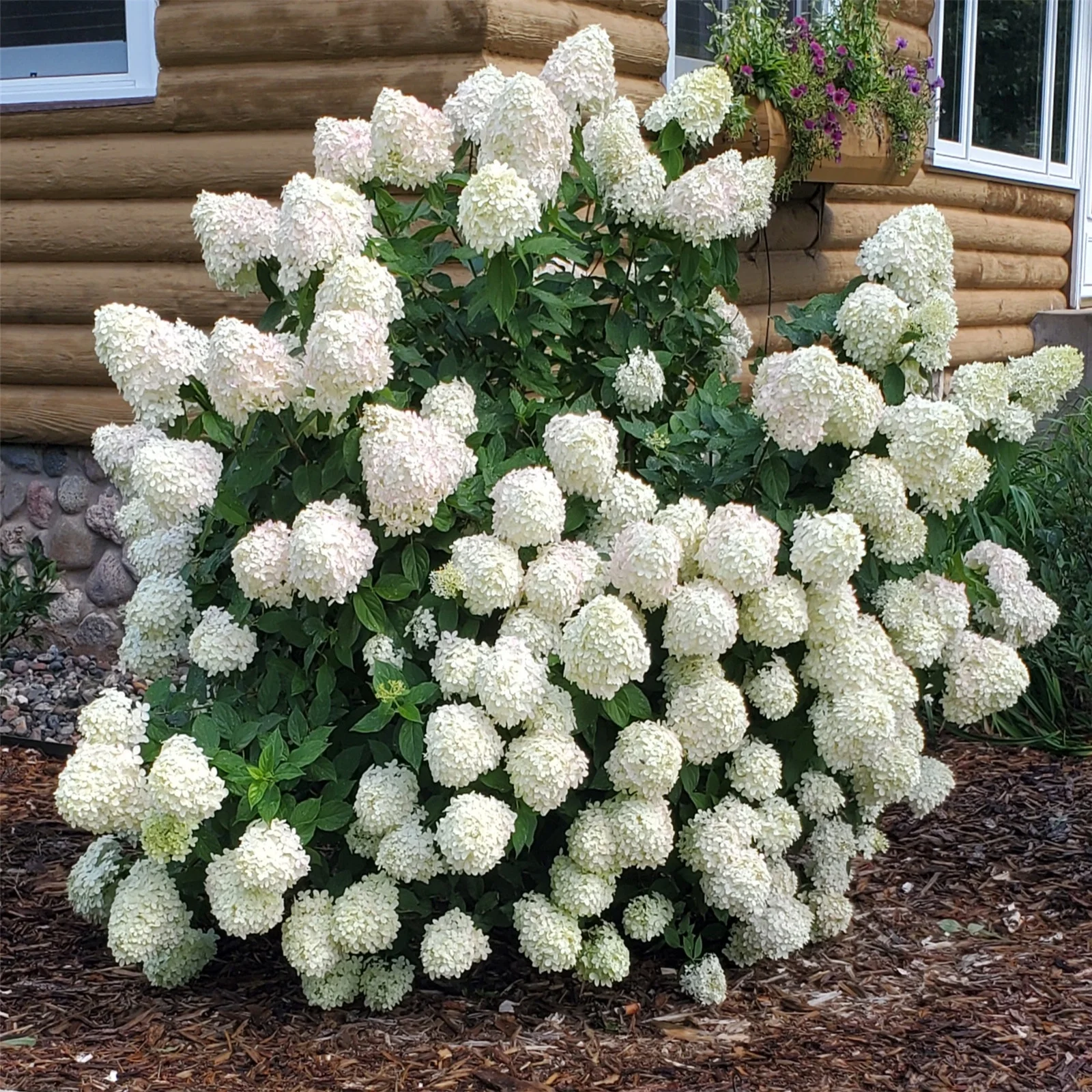 Hydrangea?Bulbs, Hydrangea?Rhizome,Gardening Treasures,Hydrangea?Plants,Hydrangea?Gallon, Cold And Drought Resistant, Easy For Gardeners To Grow,Hydrangea?Plants, - Curated Treasures Market