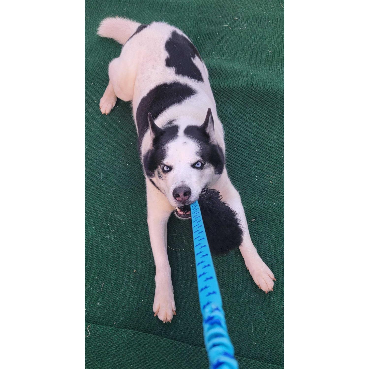 Tug-E-Nuff Sheepskin Bungee Chaser