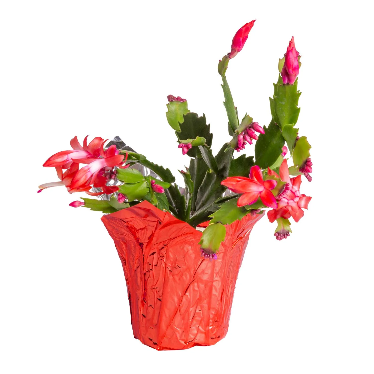 Costa Farms Live Indoor 8in. Tall Christmas Cactus assorted blooms, Sunlight Plant in 4in. Gift Wrap, 3-Pack - Curated Treasures Market