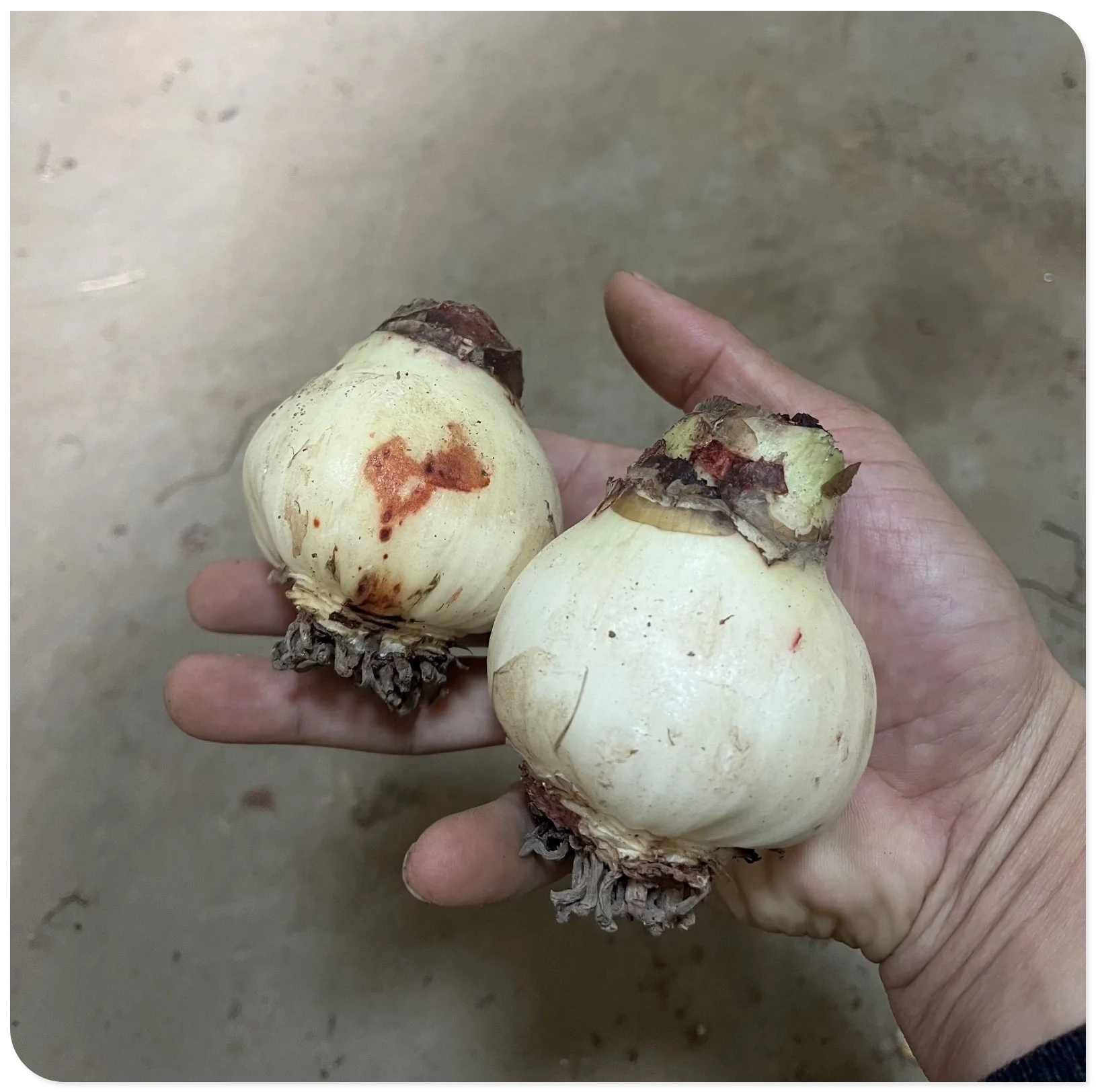 Amaryllis Bulbs For Planting,Iridescent,Amarillos,Amaryllis Bulbs For Sale,Amaryllis Pots,Amaryllis Plants,Amaryllis Belladonna Bulbs,Beautify Environment,Amaryllis Belladonna. - Curated Treasures Market