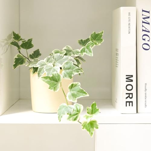 Kolibri English Ivy - Hedera Helix Kolibri (4