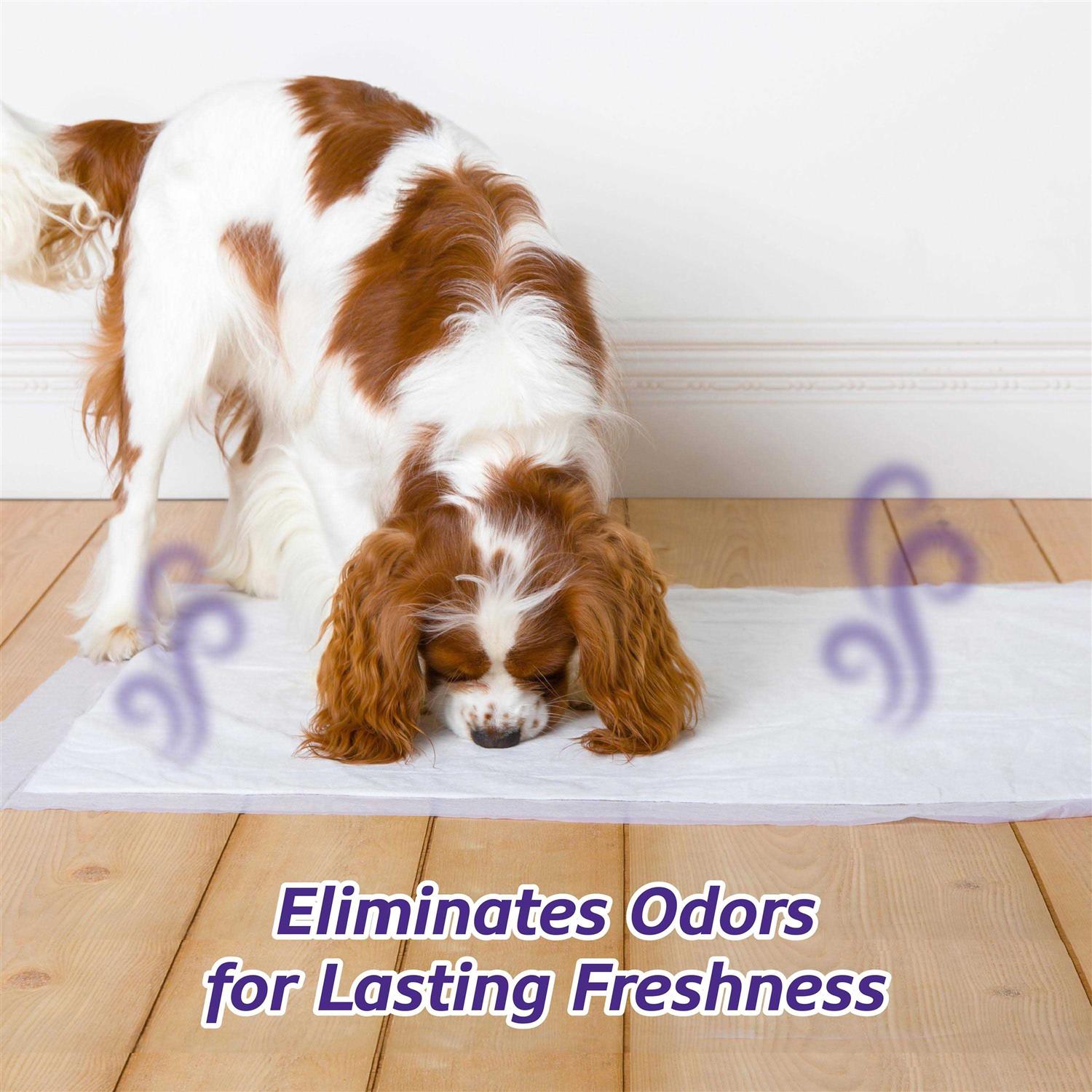 Hartz Home Protection Lavender Scent Odor Eliminating Dog Pads