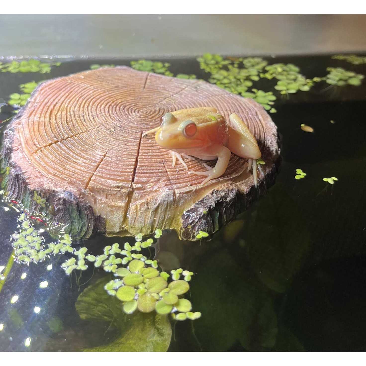 AQUA KT Aquatic Turtle Round Floating Dock Tortoise Bearded Dragon Basking Platform with Suction cup for Reptile Aquatic Aquarium Decoration