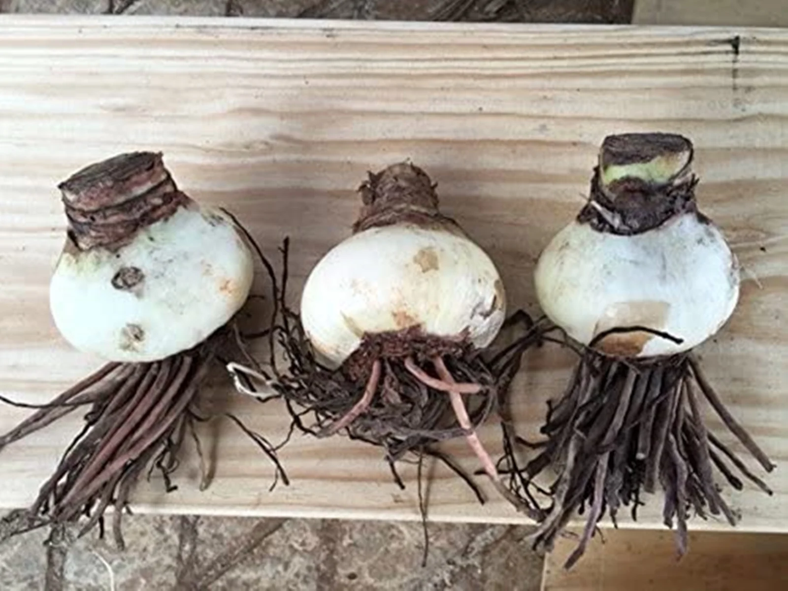 Calla Lily Bulbs, Suitable For Flower Arrangements,Easy To Care For,Calla Lily Bulbs For Planting,The Flowers Are Large And Beautiful,Calla Lily Plants, Thrive In A Variety Of Conditions. - Curated Treasures Market