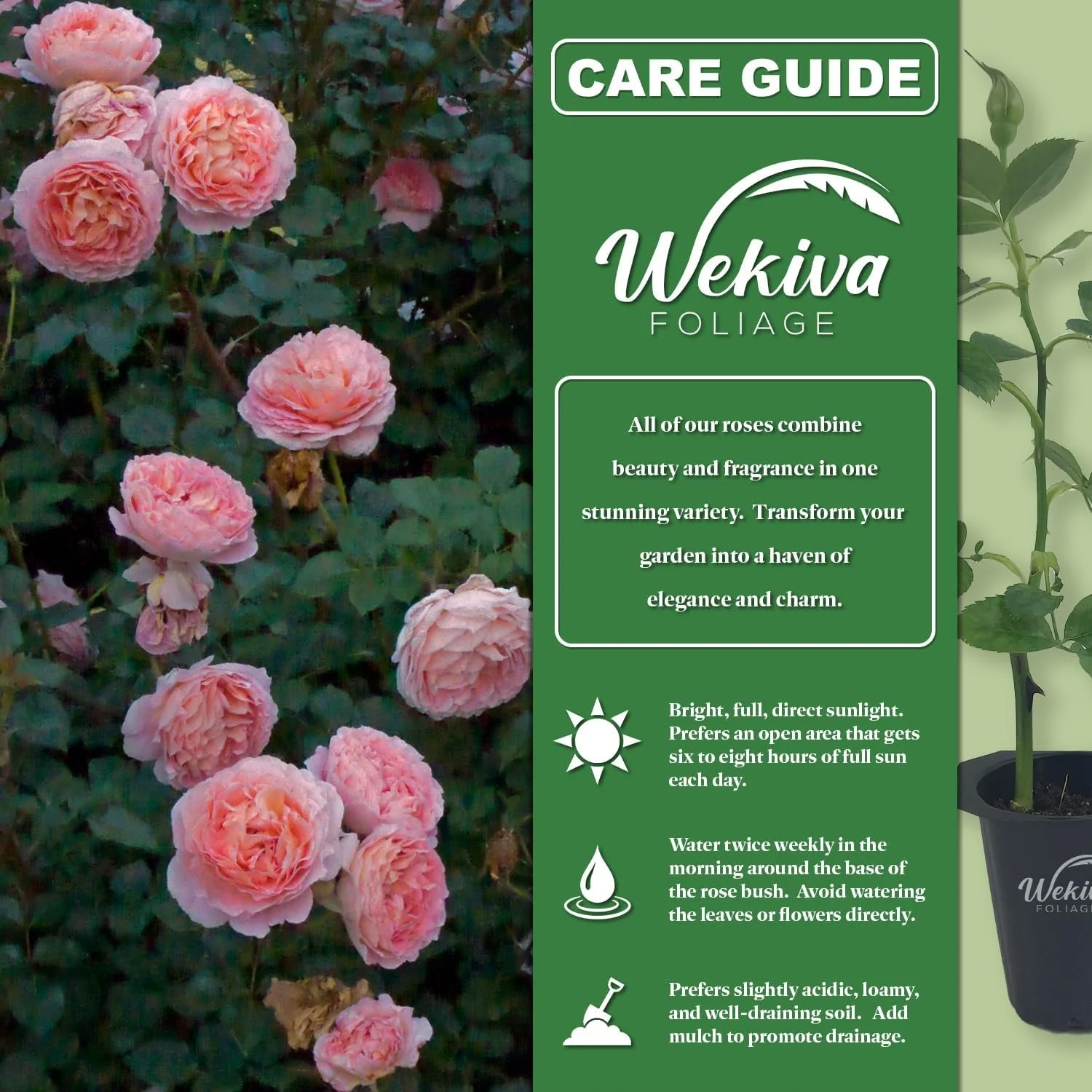Abraham Darby Rose Bush - Live Starter Plant in a 2 Inch Pot - Beautifully Fragrant Heirloom Rose from Florida - A Versatile Beauty with a Rich Fragrance - Curated Treasures Market