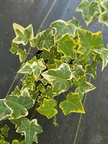 Golden English Ivy - Live Plant in a 3 Inch Pot - Hedera Helix - Beautiful Easy Care Indoor Air Purifying Houseplant Vine