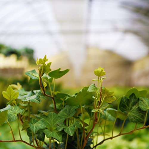 Green English Ivy - Live Plant in a 3 Inch Pot - Hedera Helix - Beautiful Easy Care Indoor Air Purifying Houseplant Vine