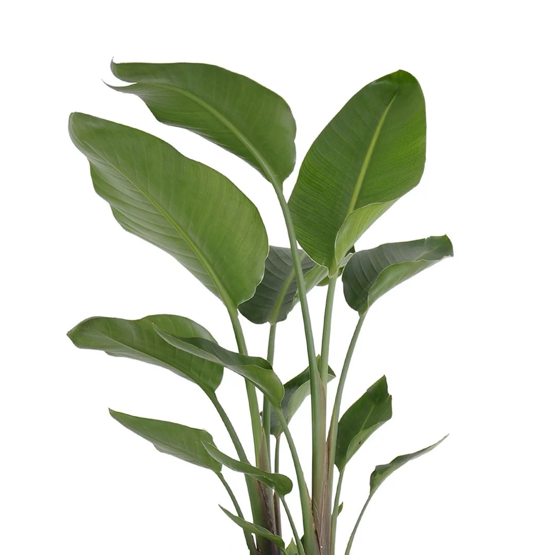 United Nursery Live White Bird of Paradise Houseplant 24-28in Tall in 10 inch Gray Bayside Decor Pot - Curated Treasures Market