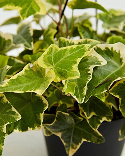 Golden English Ivy - Live Plant in a 3 Inch Pot - Hedera Helix - Beautiful Easy Care Indoor Air Purifying Houseplant Vine