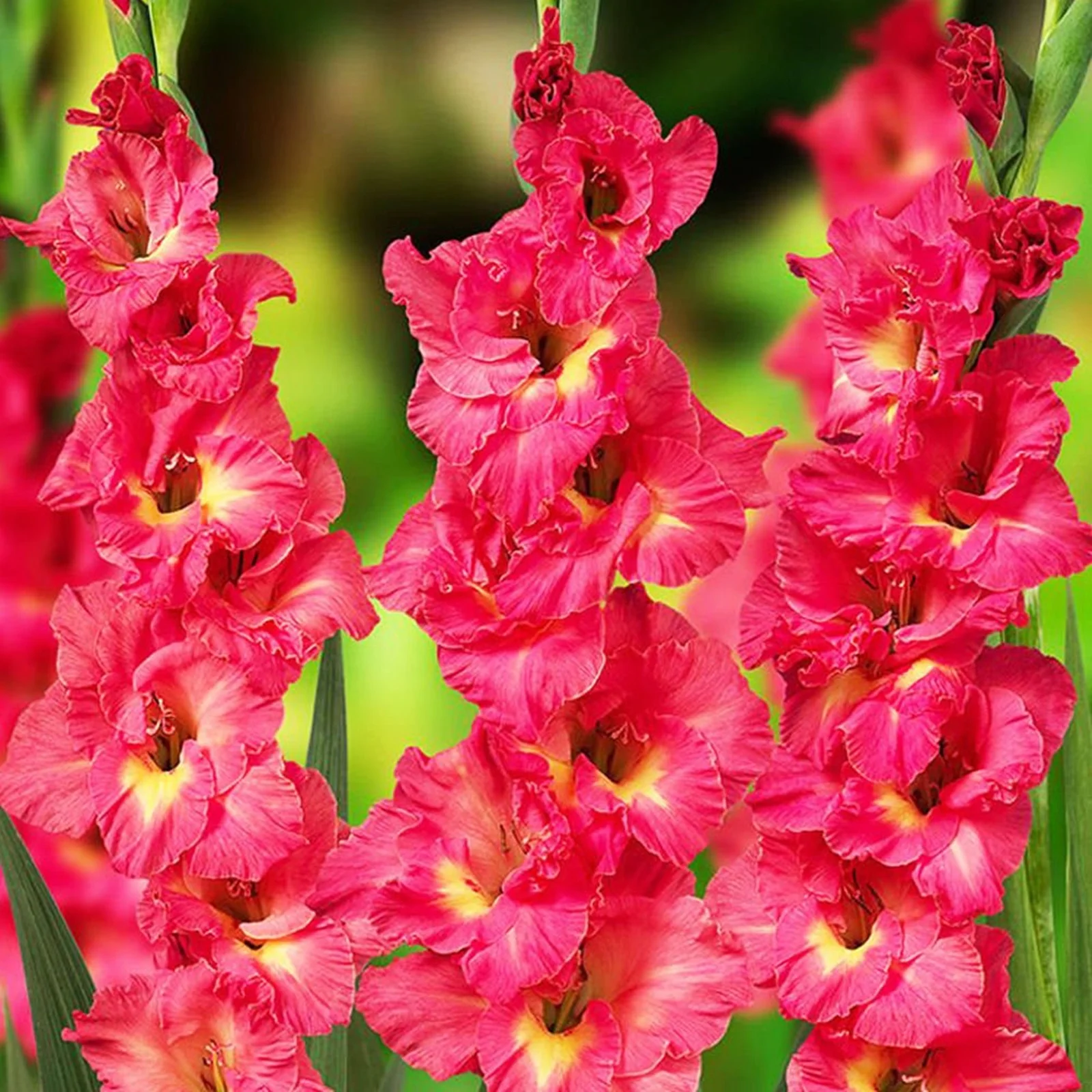 Gladiolus Bulbs, Cold And Drought Tolerant, Gladiolus Flower Bulbs,Easy To Care For, Gardening Enthusiasts, Gladiolus, Gladiolus Plant,Require Little Water,Cold Tolerant Plants,Gladiolus Flower Bulbs, - Curated Treasures Market