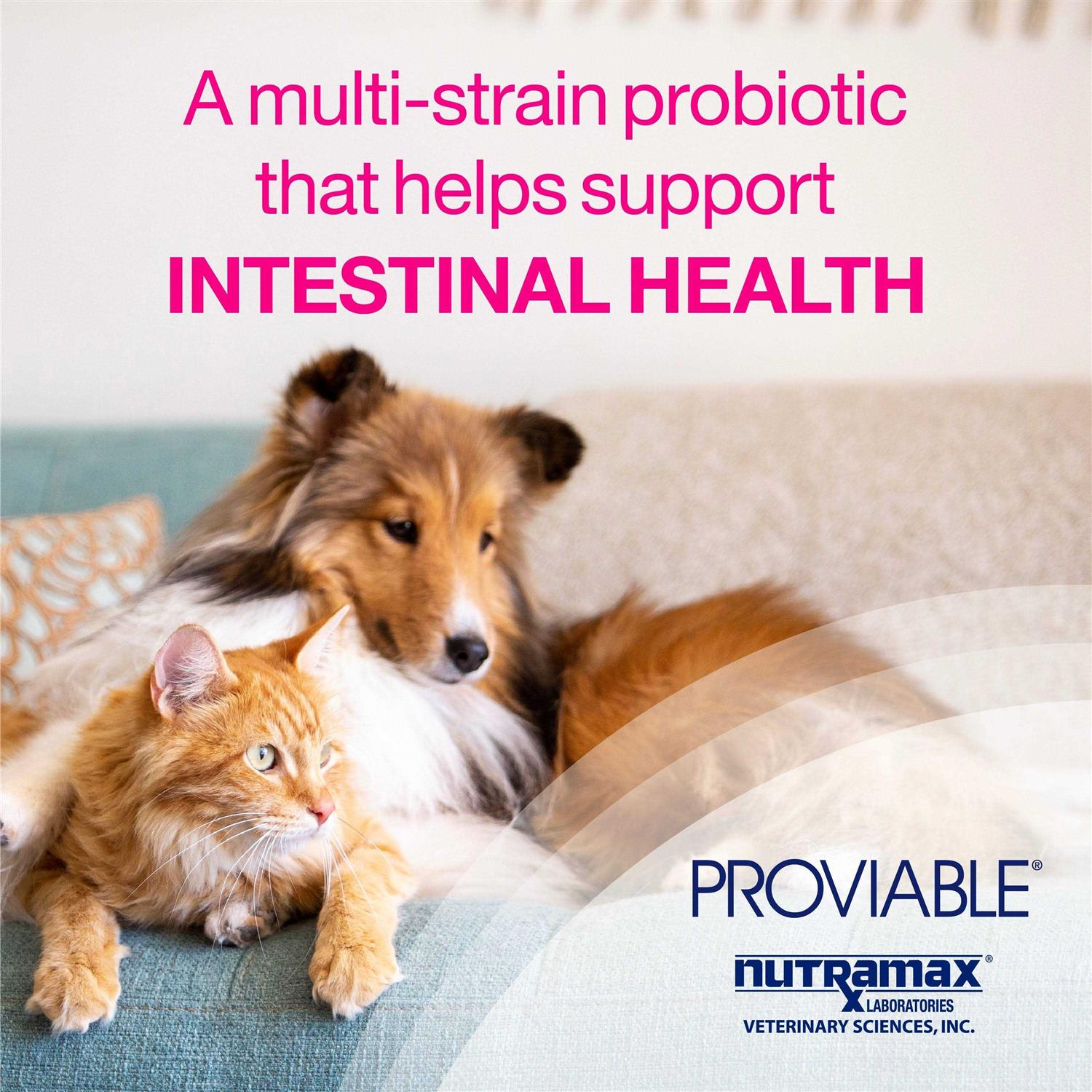 Proviable Health Supplement Kit Dogs