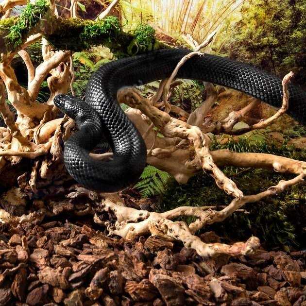 Galapagos Spider Wood