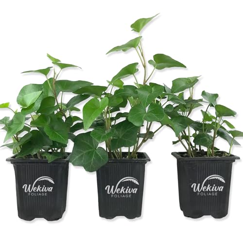 Green English Ivy - Live Plant in a 3 Inch Pot - Hedera Helix - Beautiful Easy Care Indoor Air Purifying Houseplant Vine