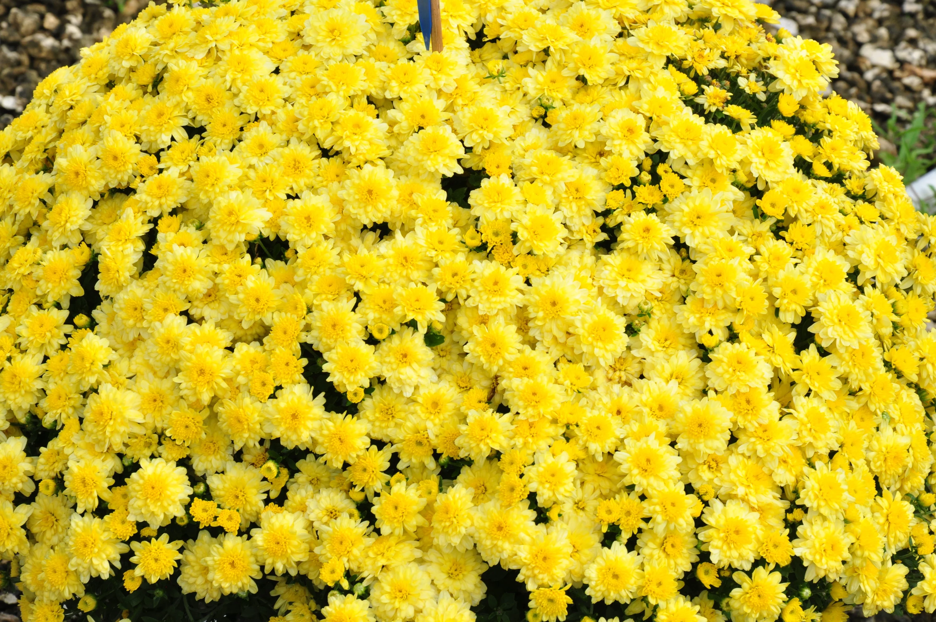 11in. Tall Yellow Mums; Bright, Direct Sunlight Plant in 4in. Gift Wrap, 4-Pack - Curated Treasures Market