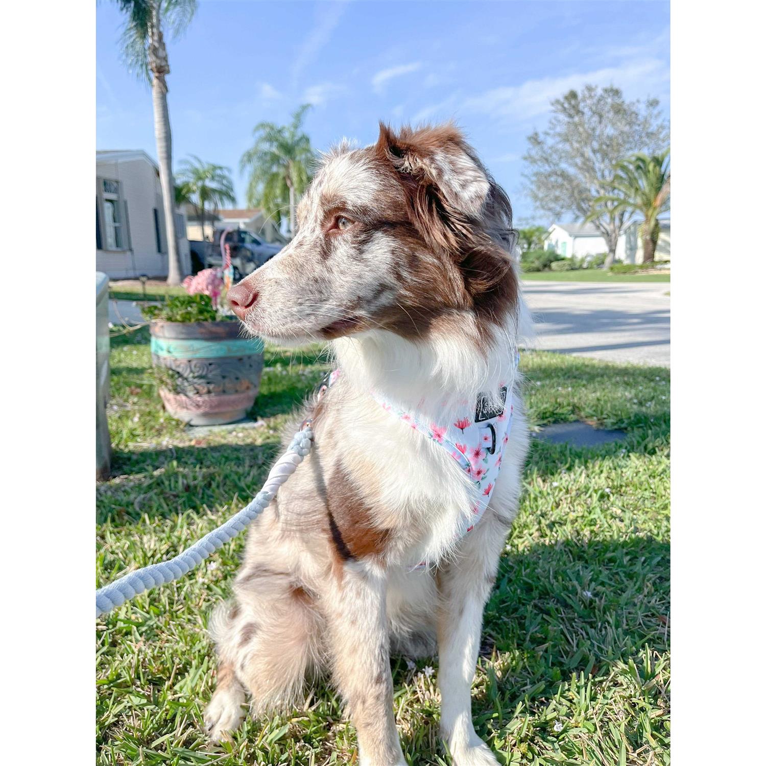 Dog Rope Leash Sassy Woof