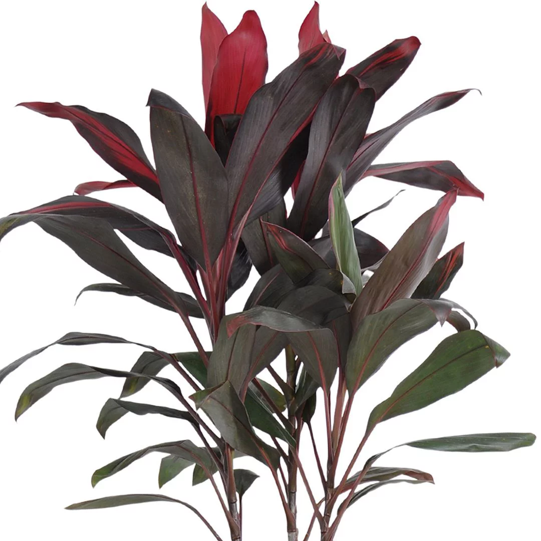 United Nursery LIve Florida Ti Cordyline Houseplant 24-28in Tall in 10 inch Gray Bayside Decor Pot - Curated Treasures Market
