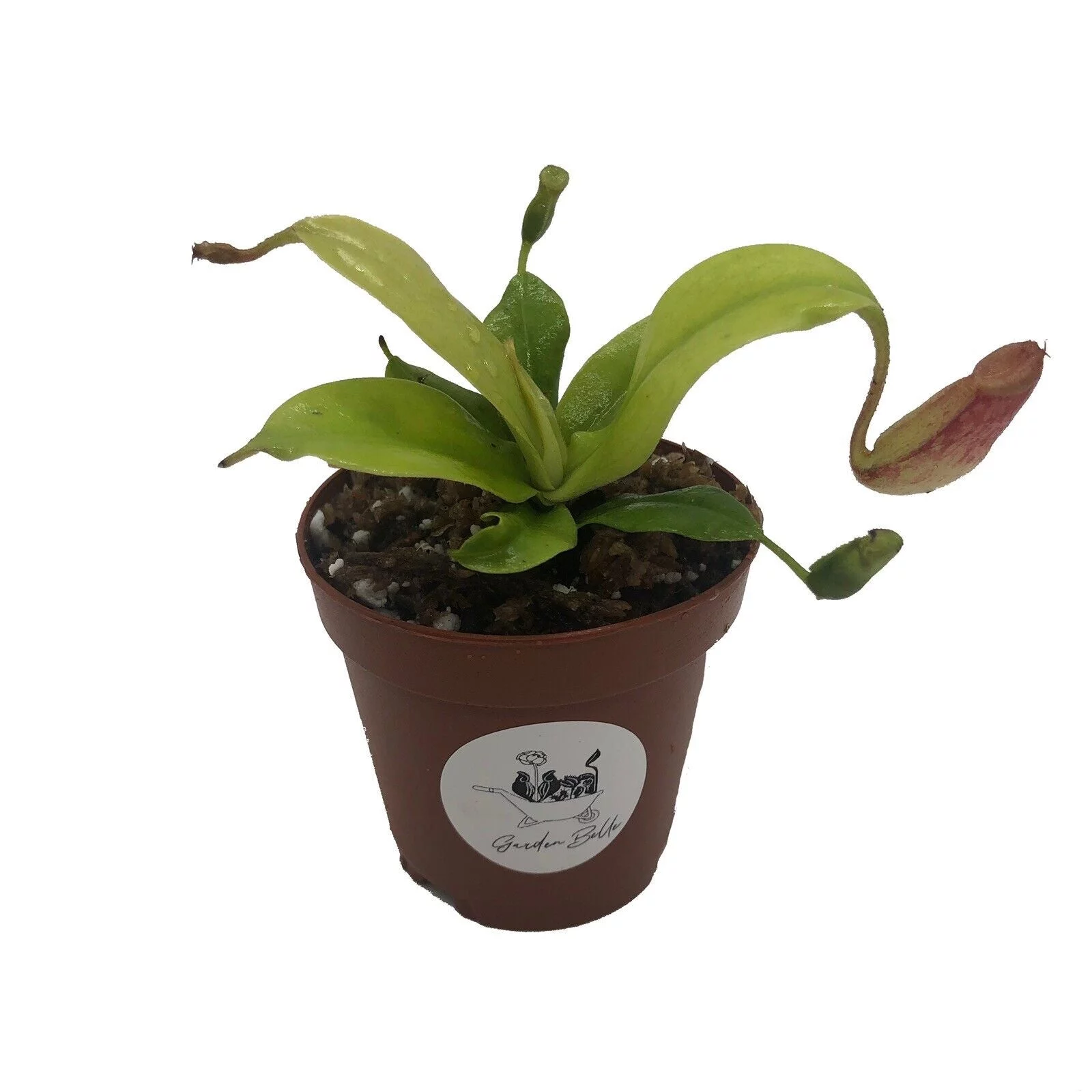 Nepenthes 'St. Gaya' Tropical Pitcher Plant Carnivorous Potted - Curated Treasures Market