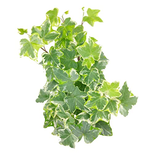 Kolibri English Ivy - Hedera Helix Kolibri (4