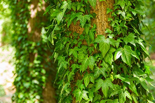 Green English Ivy - Live Plant in a 3 Inch Pot - Hedera Helix - Beautiful Easy Care Indoor Air Purifying Houseplant Vine