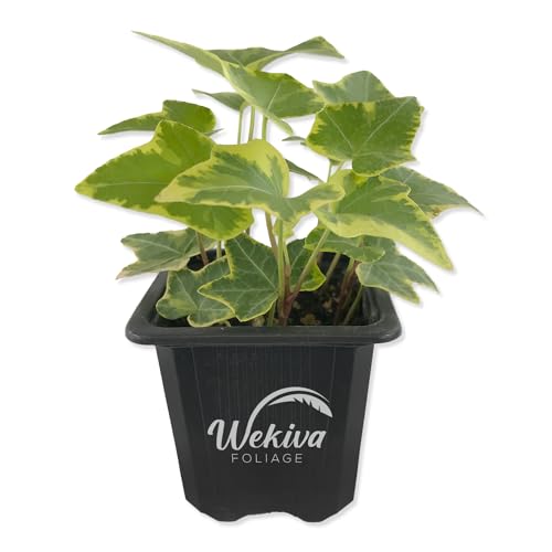 Golden English Ivy - Live Plant in a 3 Inch Pot - Hedera Helix - Beautiful Easy Care Indoor Air Purifying Houseplant Vine