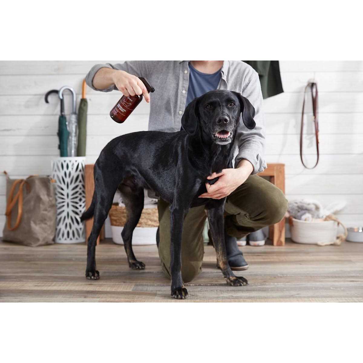 The Spruce Waterless Pet Wash No Rinse Moisturizing Cat & Dog Shampoo