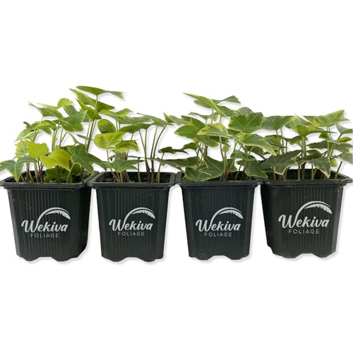 Golden English Ivy - Live Plant in a 3 Inch Pot - Hedera Helix - Beautiful Easy Care Indoor Air Purifying Houseplant Vine
