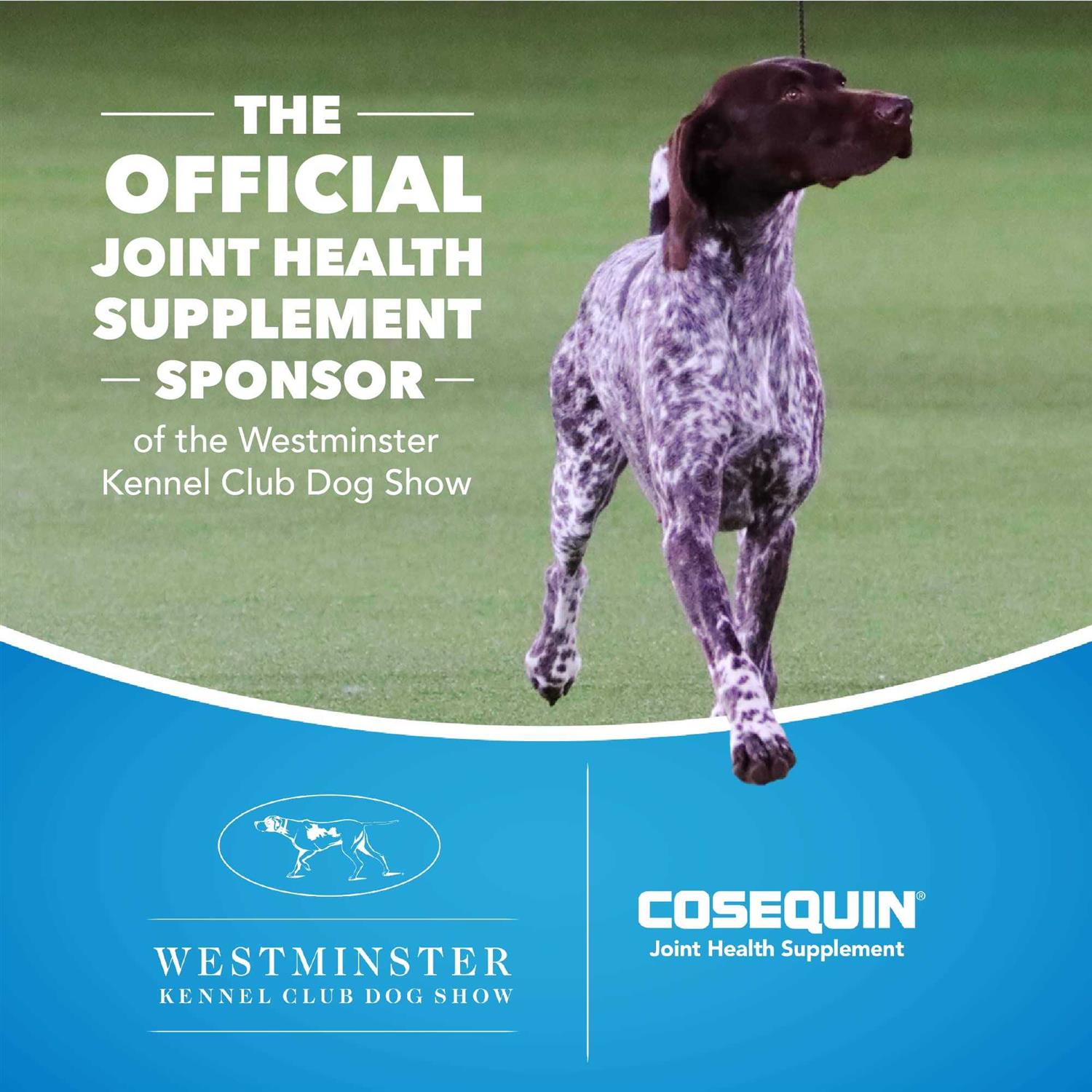 Cosequin Maximum Strength Plus MSM & HA for Dogs