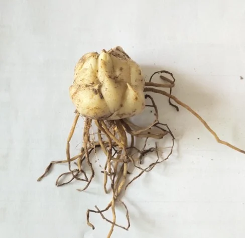 Lily Flower Lily Bulbs Bulk Lily Bulbs Lily Bulbs For Sale Stargazer Lily Bulbs Perennials Garden Flowers - Curated Treasures Market