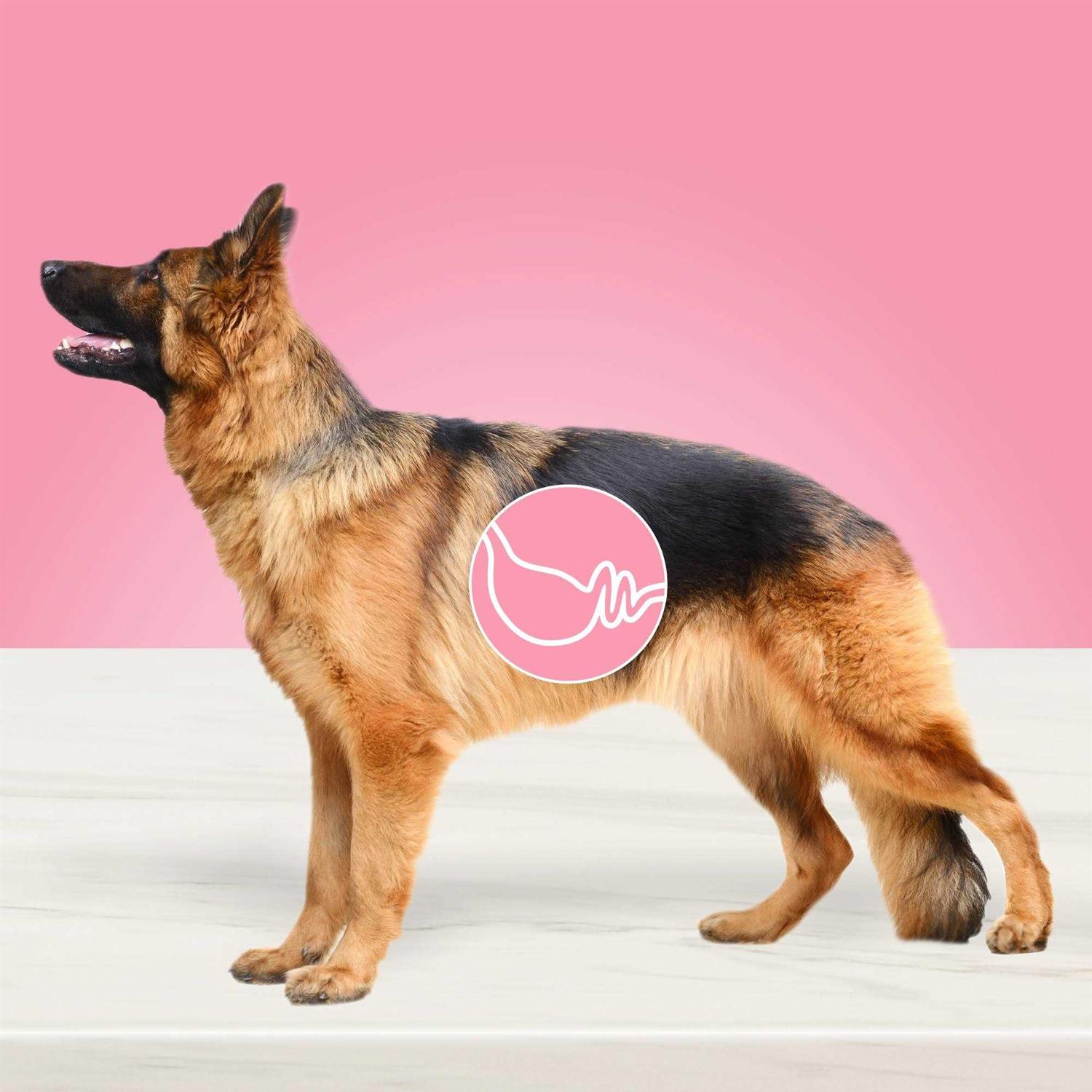 Blue Buffalo True Solutions Blissful Belly Digestive Care Adult Dry Dog Food