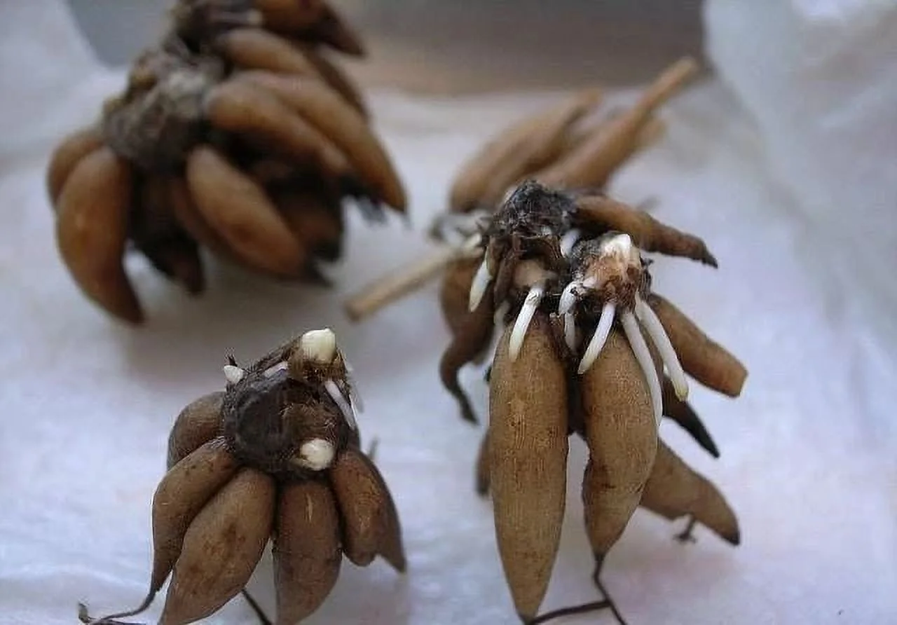 Ranunculus?Bulbs?For?Planting Ranunculus?Bulbs Ranunculus Bulbs For Sale Ranunculus?Flowers?Live Simple Planting Garden Decoration - Curated Treasures Market