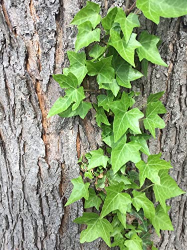 Green English Ivy - Live Plant in a 3 Inch Pot - Hedera Helix - Beautiful Easy Care Indoor Air Purifying Houseplant Vine