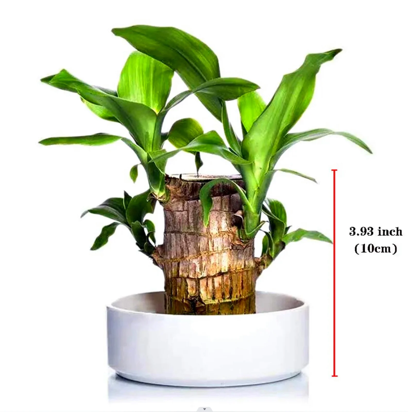 Brazilian Wood, Foliage Plant, Brazilian Lucky Wood Plant Pot, Perennial Plant, Lucky Wood,Strong Vitality,  Potted Plant,Brazilian Lucky Wood Plant（Contains a white tray） - Curated Treasures Market