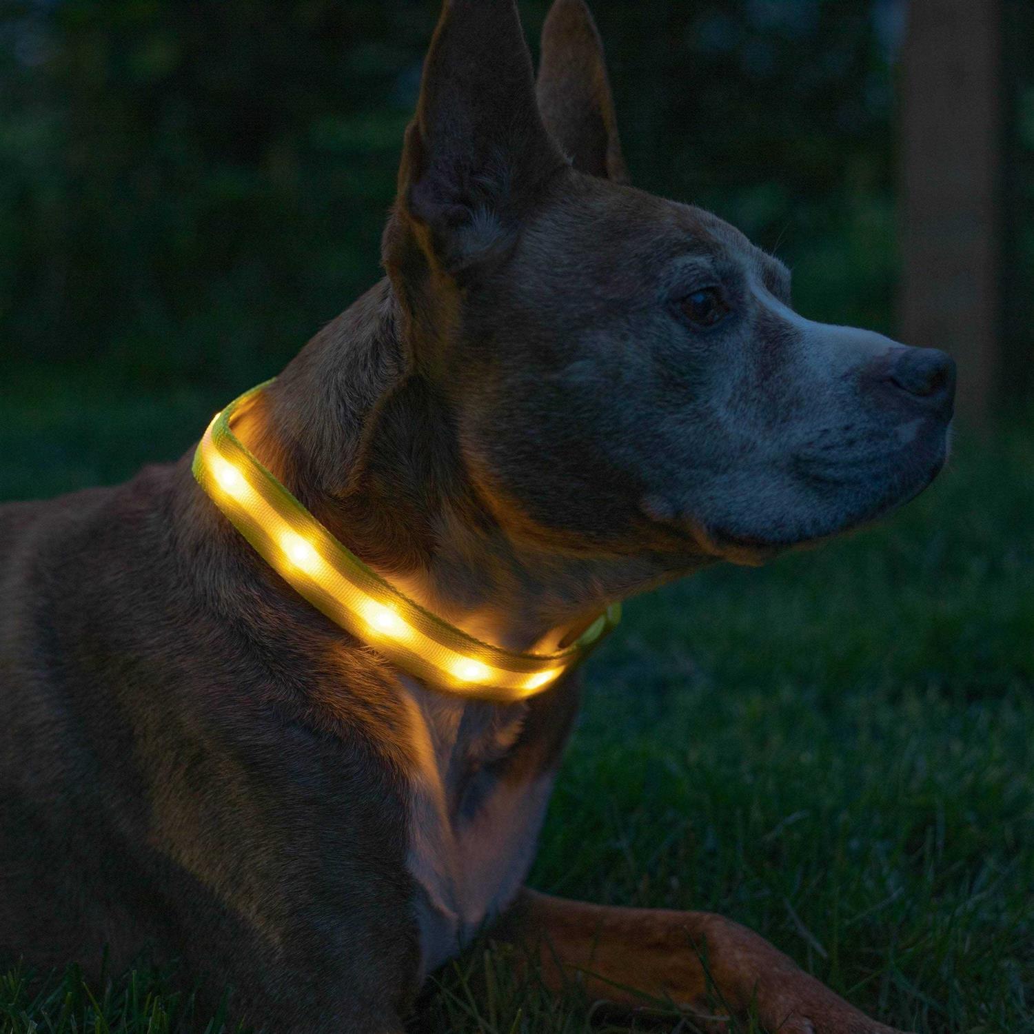Blazin LED Light Up Dog Collar 1,000 Feet of Visibility