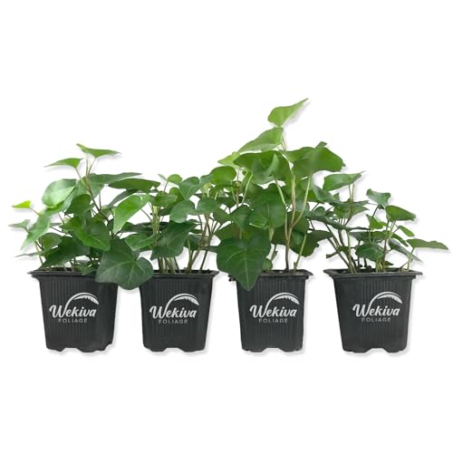 Green English Ivy - Live Plant in a 3 Inch Pot - Hedera Helix - Beautiful Easy Care Indoor Air Purifying Houseplant Vine