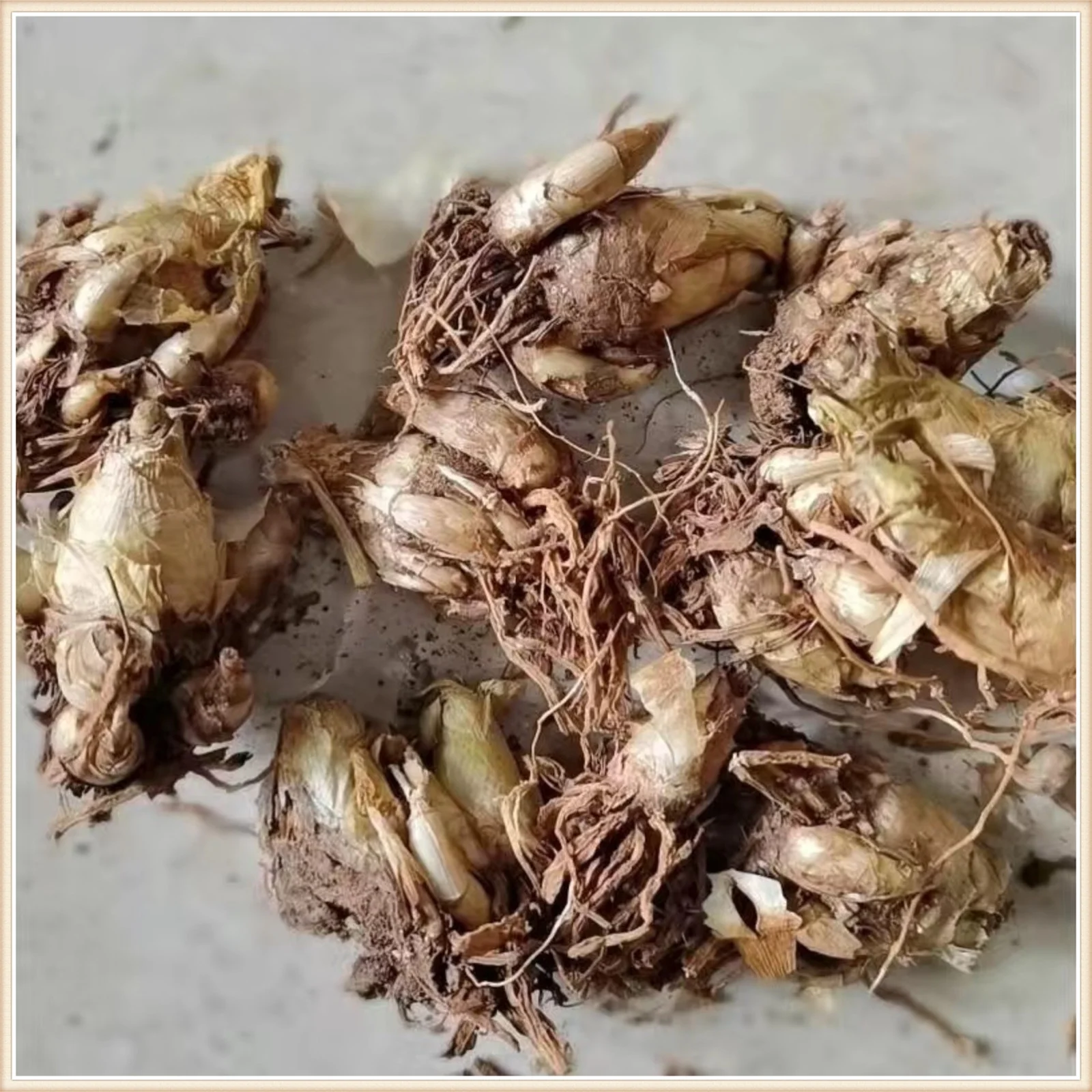 Lucky Tuberose Bulbs Tubers Bulk Flower Plant Planted Perennial Can Grow Well in Flower Pots Plants - Curated Treasures Market