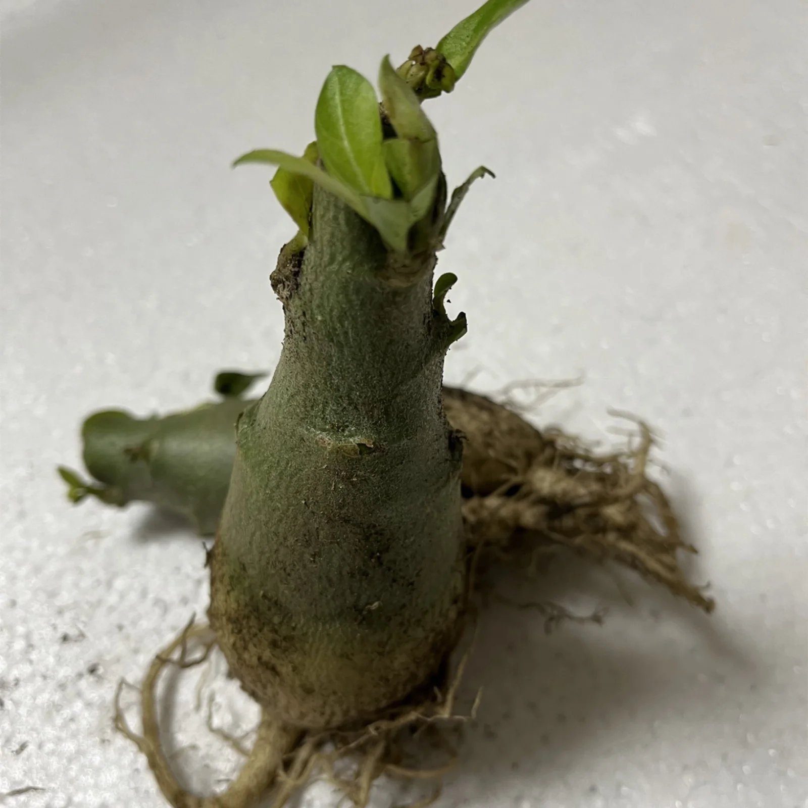 Adenium Desert Rose Plant Live Desert Rose Plants For Sale Desert Rose Bulbs Desert Rose Bulbs For Sale Garden Flowers Bonsai Plant - Curated Treasures Market