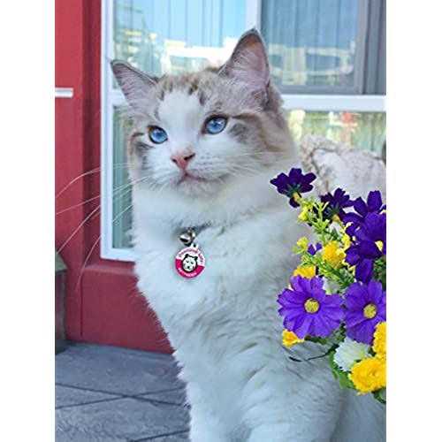 Pawsitively Safe Dog Cat Pet Tag