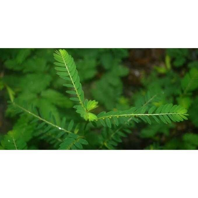 Natura Petz Organics Break It Up! Kidney & Bladder Stone Support for Cats