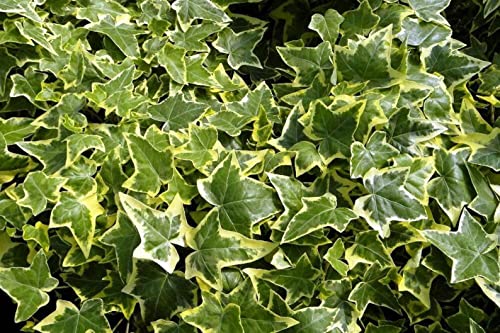 Golden English Ivy - Live Plant in a 3 Inch Pot - Hedera Helix - Beautiful Easy Care Indoor Air Purifying Houseplant Vine