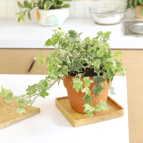 Kolibri English Ivy - Hedera Helix Kolibri (4