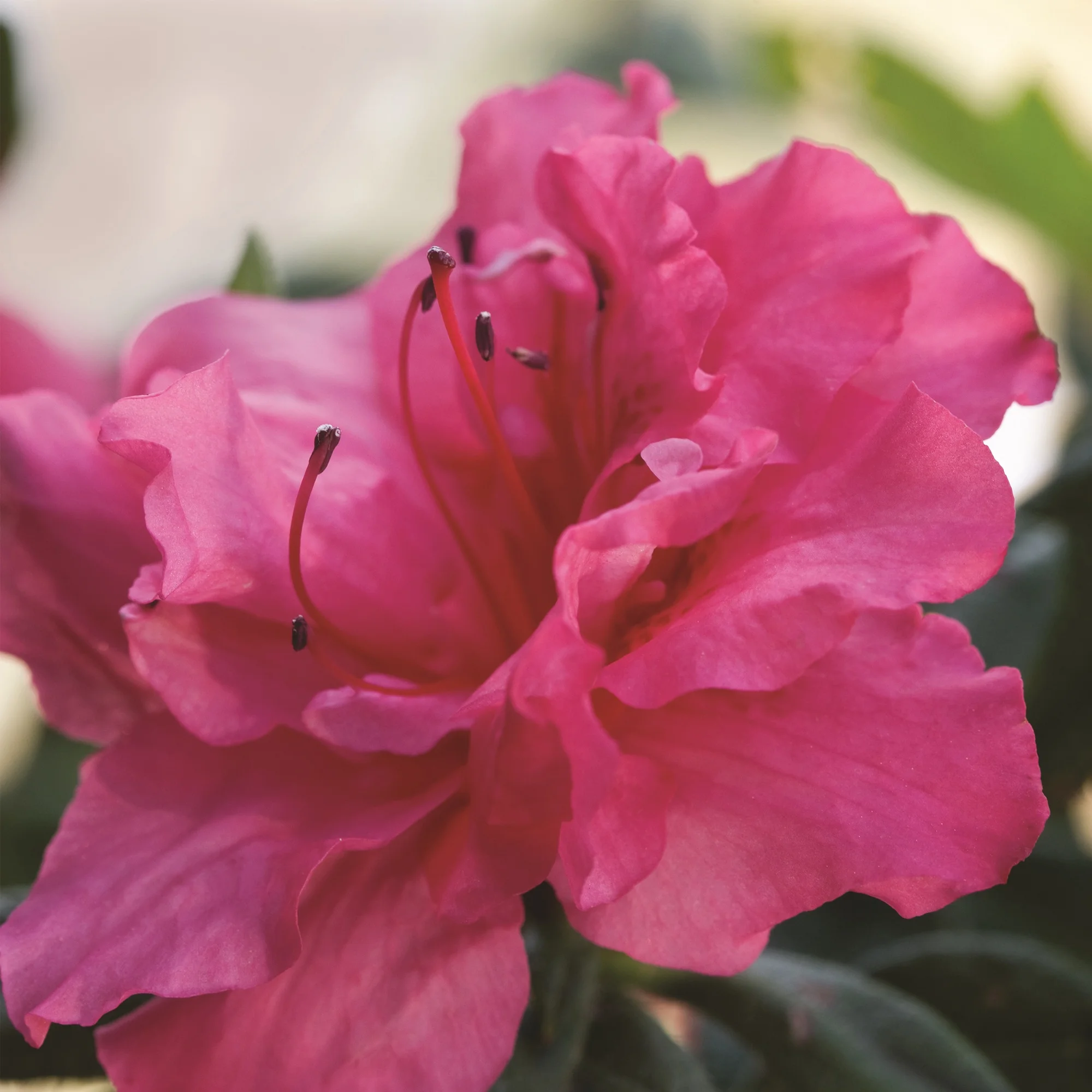Encore Azalea Autumn Rouge Live Shrubs - Curated Treasures Market