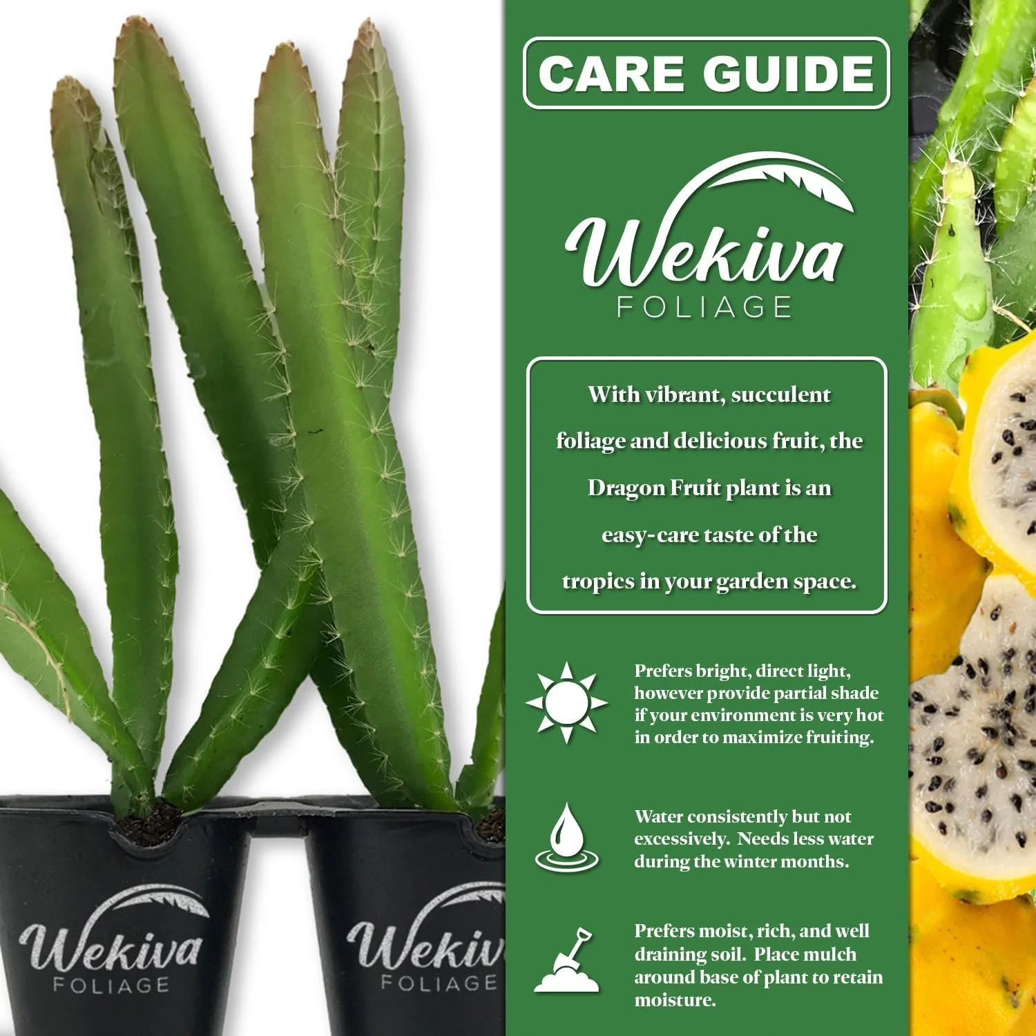 Yellow Dragon Fruit Tree - 3 Live Tissue Culture Starter Plants - Selenicereus Megalanthus - Edible Tropical Fruit Plant from Florida - Curated Treasures Market