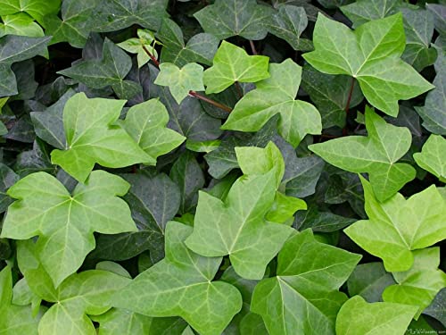 Green English Ivy - Live Plant in a 3 Inch Pot - Hedera Helix - Beautiful Easy Care Indoor Air Purifying Houseplant Vine