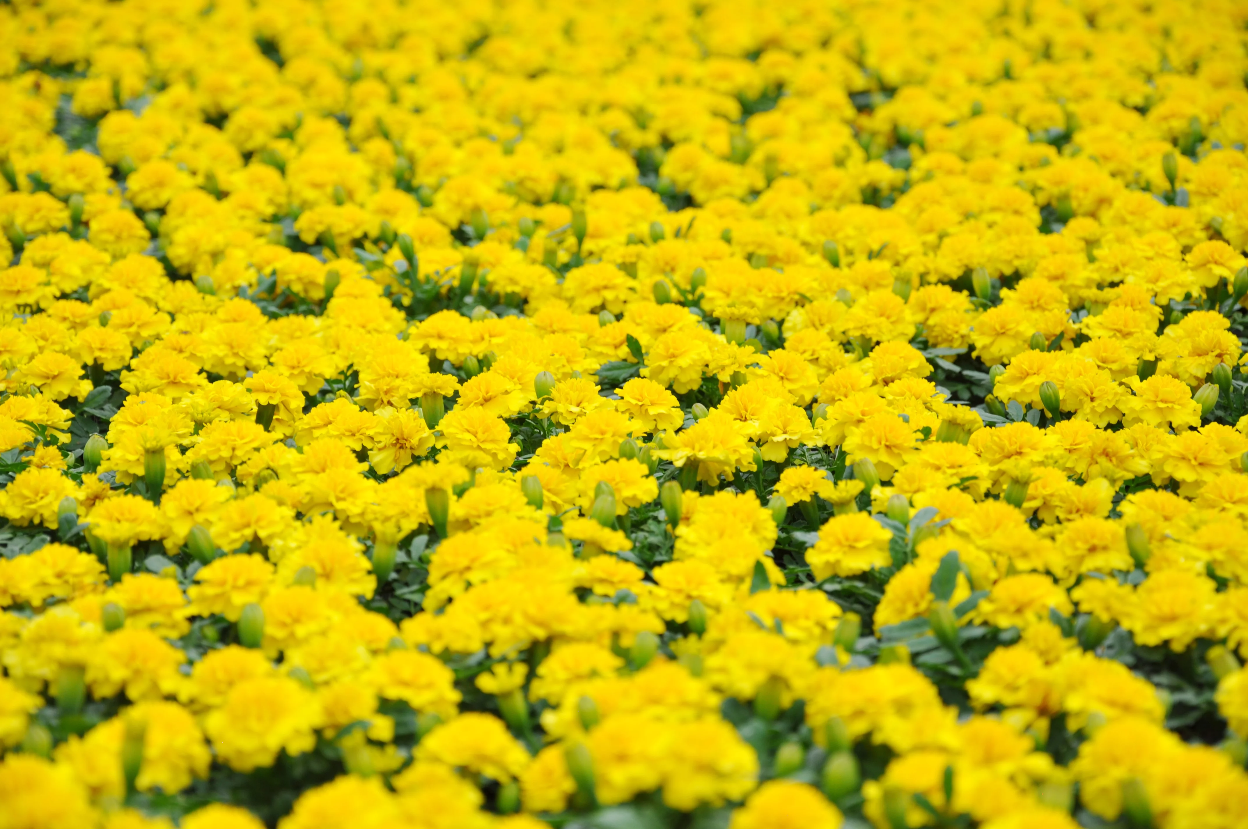 7in. Tall Yellow Marigold; Full Sun Outdoors Plant in 3.5in. Grower Pot, 12-Pack - Curated Treasures Market