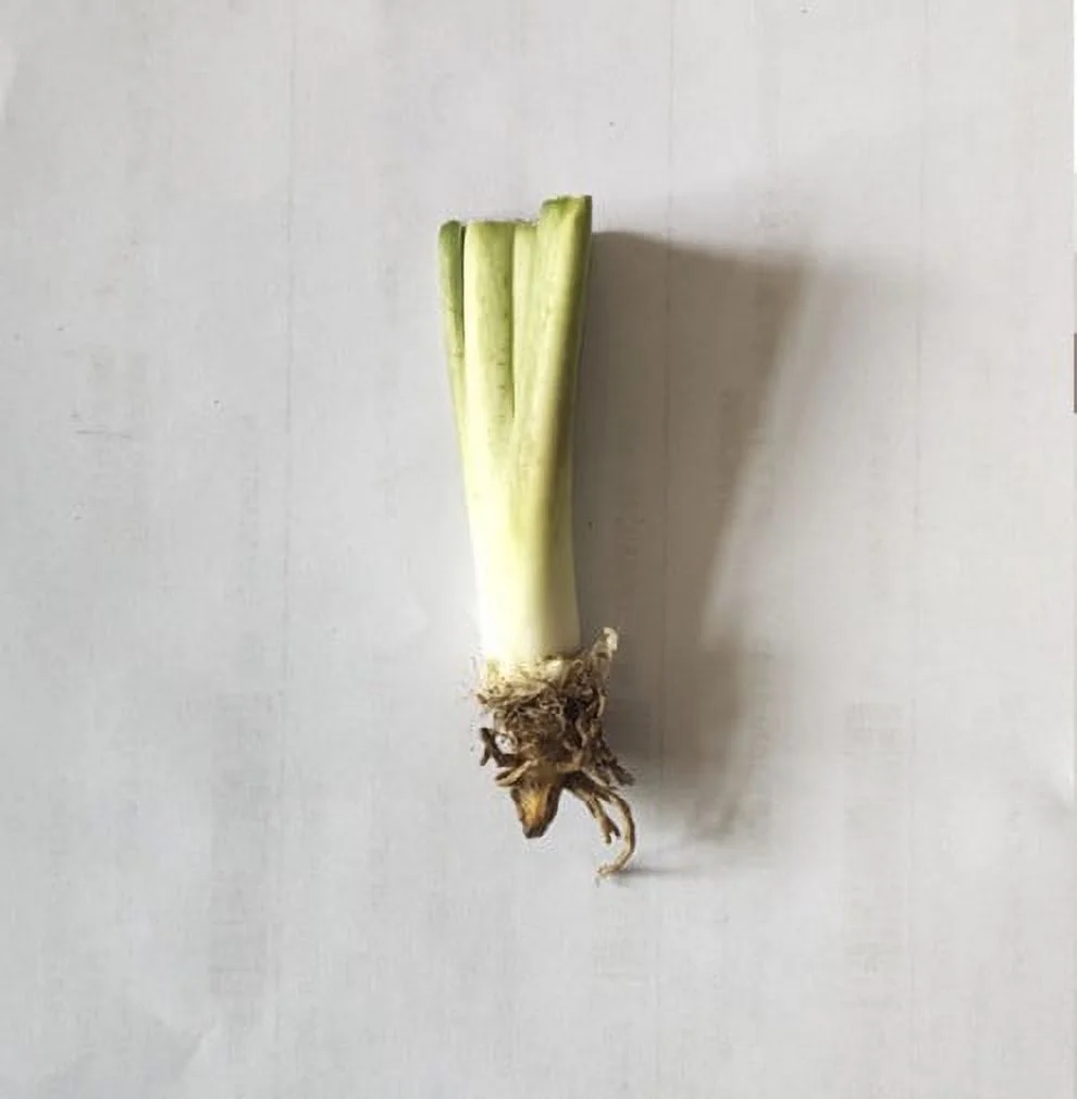 Hostas Bulbs For Planting Bulk Hostas Plants Bulbs Hostas Bulbs Hostas Plants Ready For Planting Hostas Plants For Sale Bonsai Plants - Curated Treasures Market